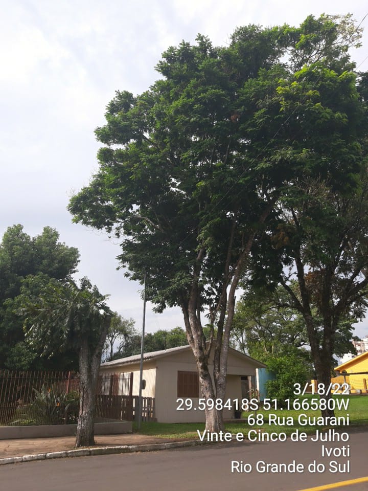 Poda radical ao lado de árvores não podadas